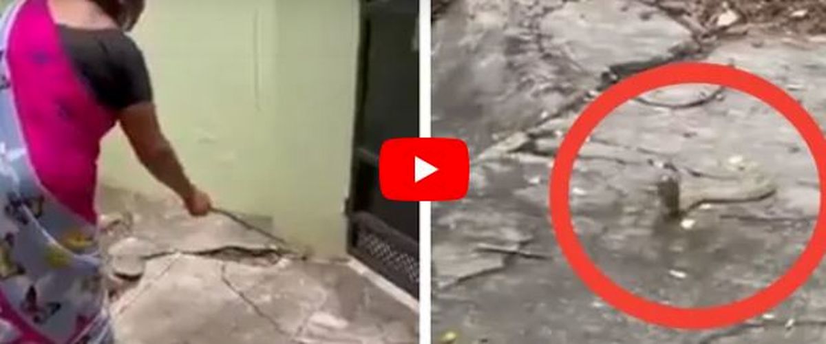 زن شجاع مارکبری را با وعده تخم مرغ ازخانه اش بیرون برد