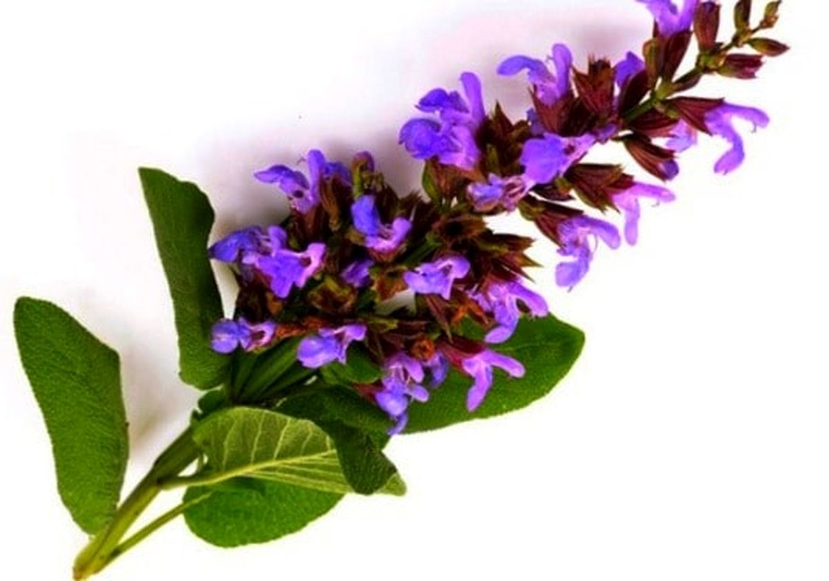 راهکار گیاهی برای درمان سرفه و کبد چرب