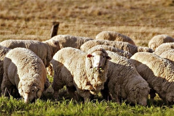 قیمت دام زنده در آستانه عید قربان