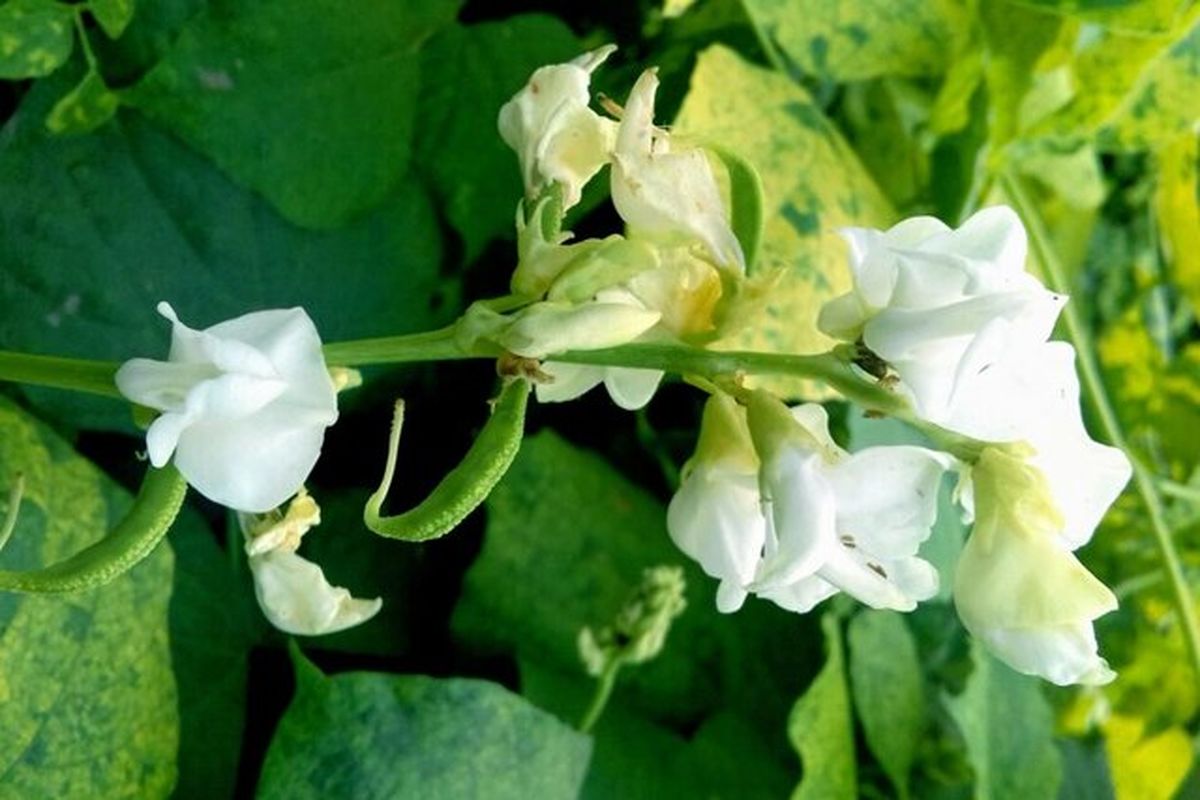 ترکیب گیاهی جدید برای درمان آلرژی غذایی