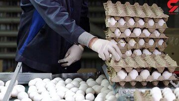 قیمت جدید هرشانه تخم مرغ چند؟