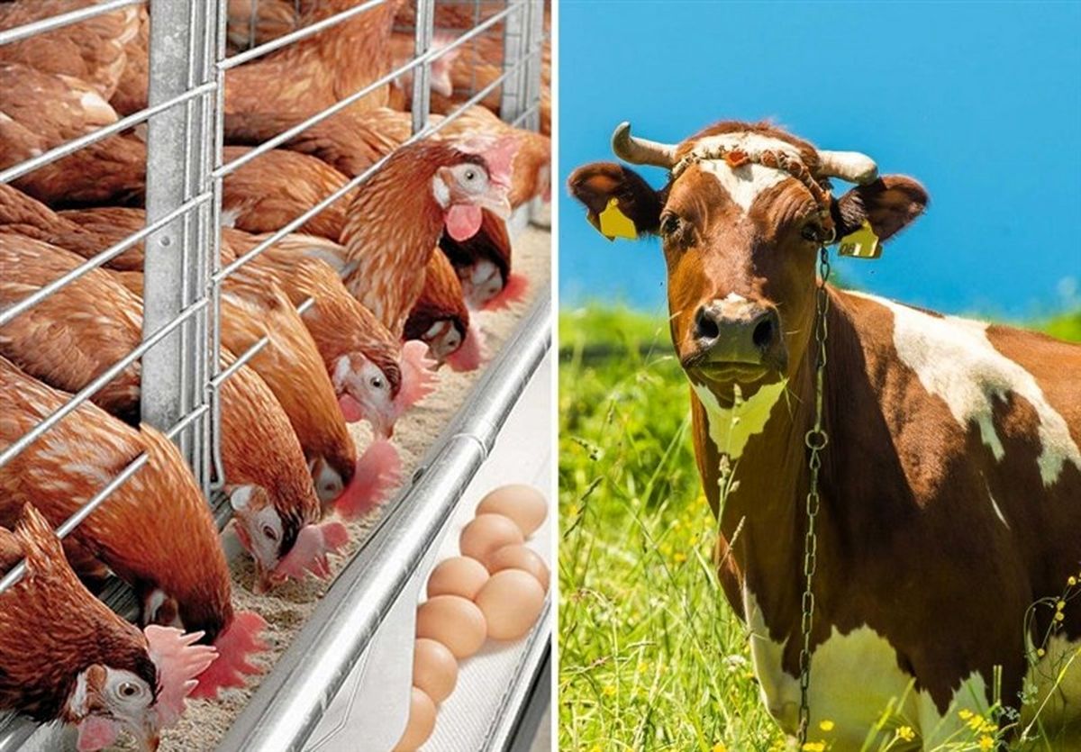 تقلب عجیب در بازار /شانه‌ تخم‌مرغ در جیره غذایی دام‌‌ها!