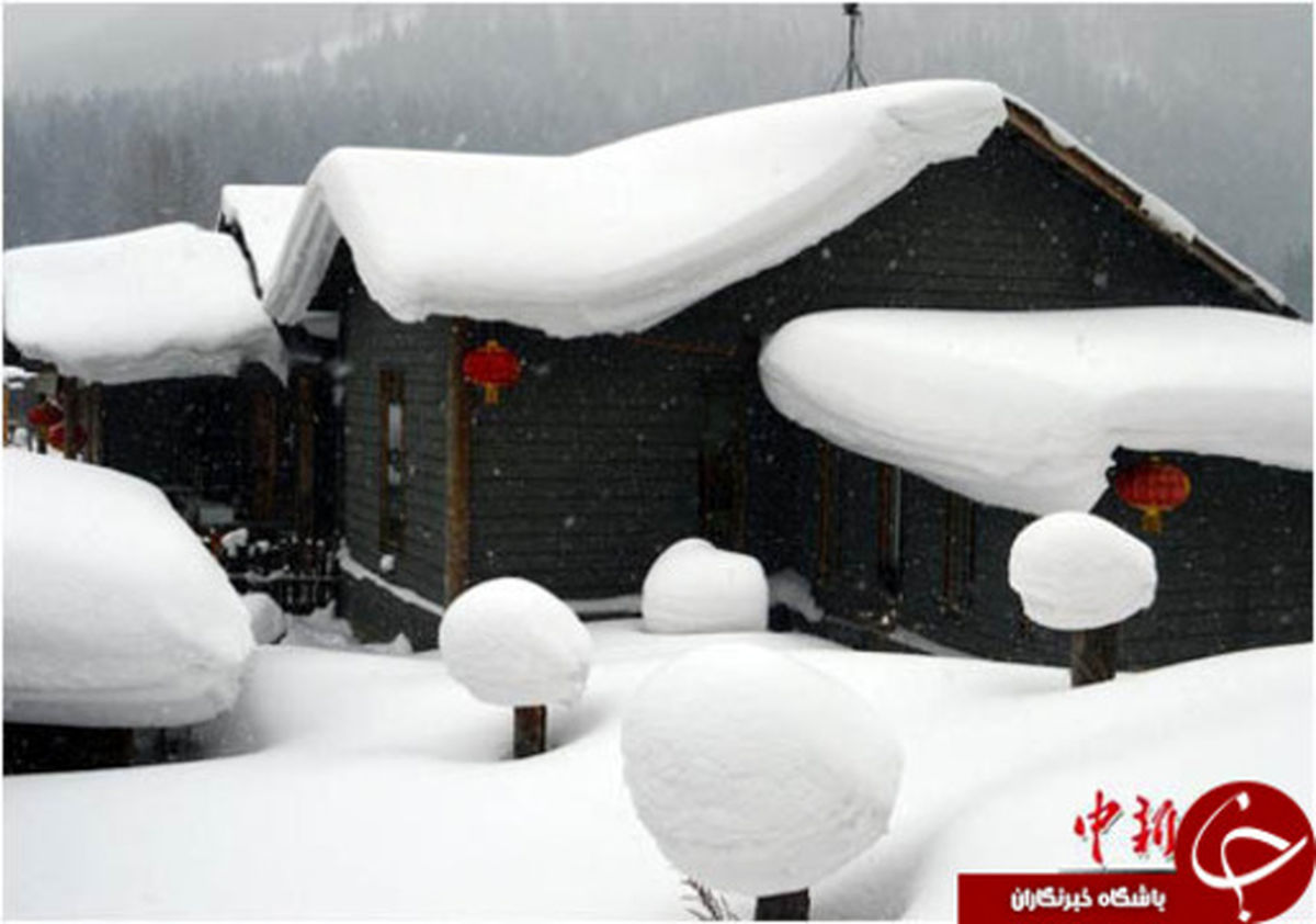 برف چینی/تصاویر