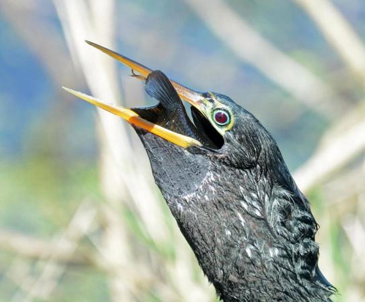 پرنده حریص لقمه گنده‌تر از دهانش برداشت +تصاویر