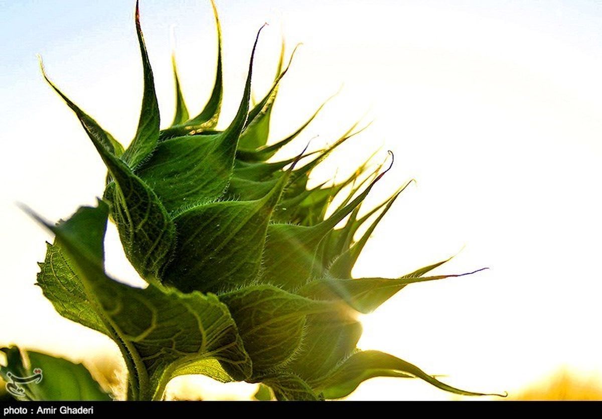 تصاویر / مزرعه آفتابگردان