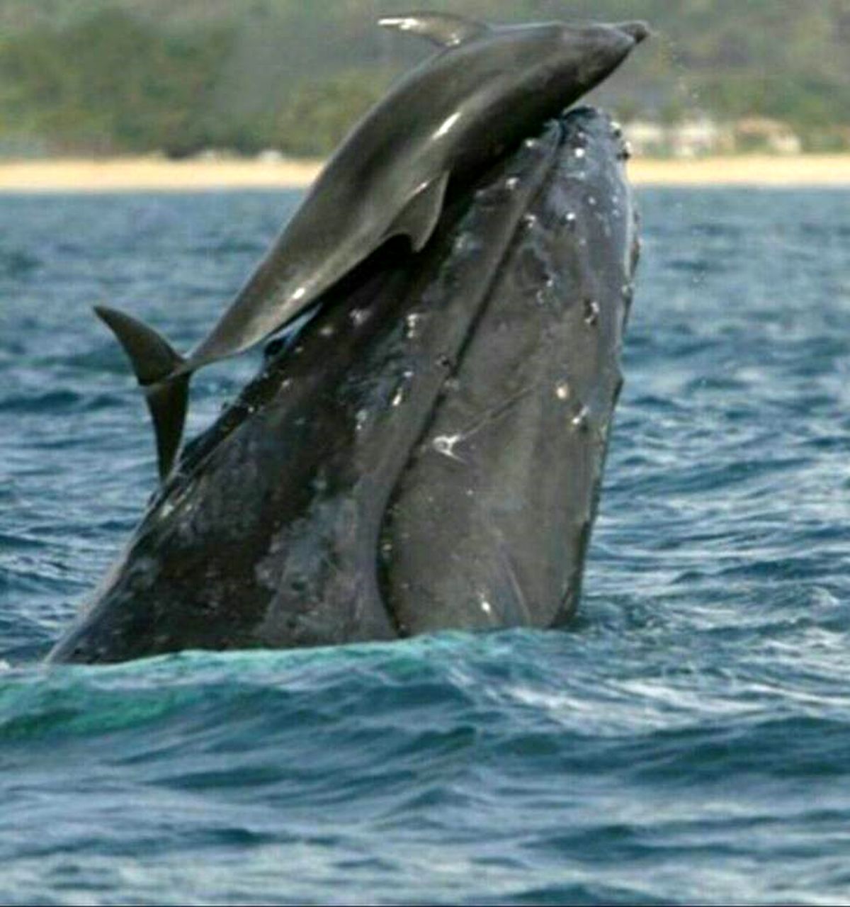 عکس: وال‌سواری دیدنی یک دلفین