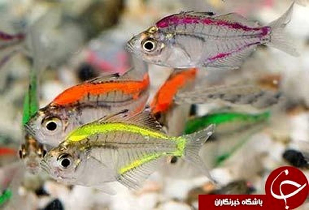 تابه حال ماهی شیشهای دیدهاید؟+عکس