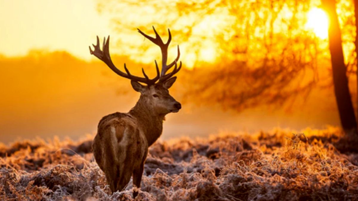 دویدن حیرت انگیز گوزن شمالی بر روی آب +فیلم