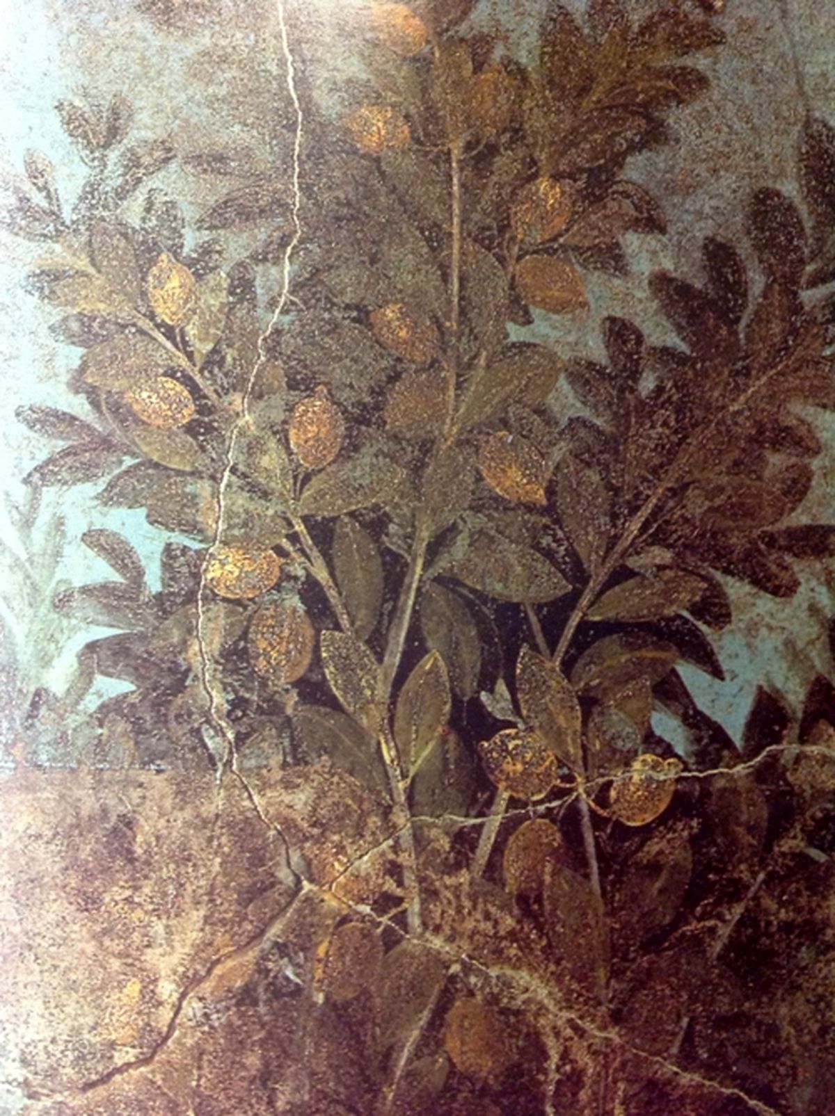 میوه اشرافی رومیان باستان! +عکس