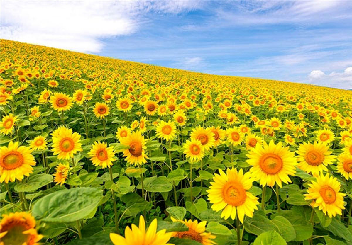دریای آفتابگردان/عکس