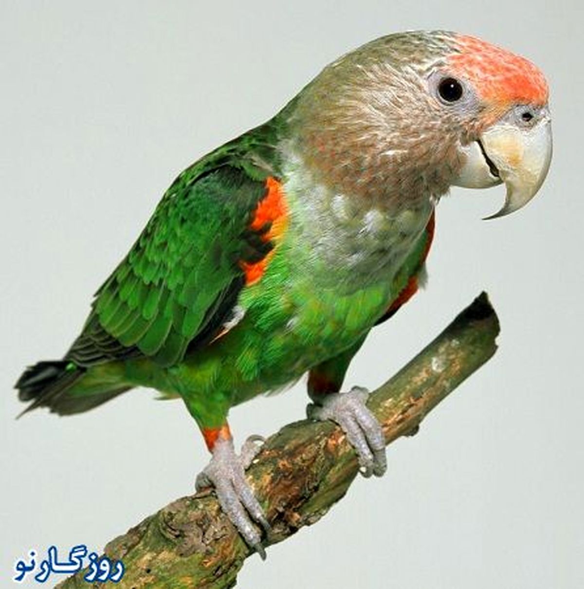 عکس/تنها گونه طوطی در آفریقا