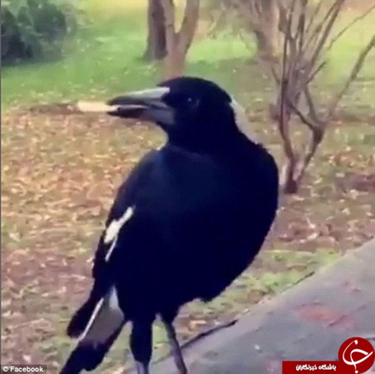 دزدی خنده دار زاغ از مرد معتاد! +تصاویر