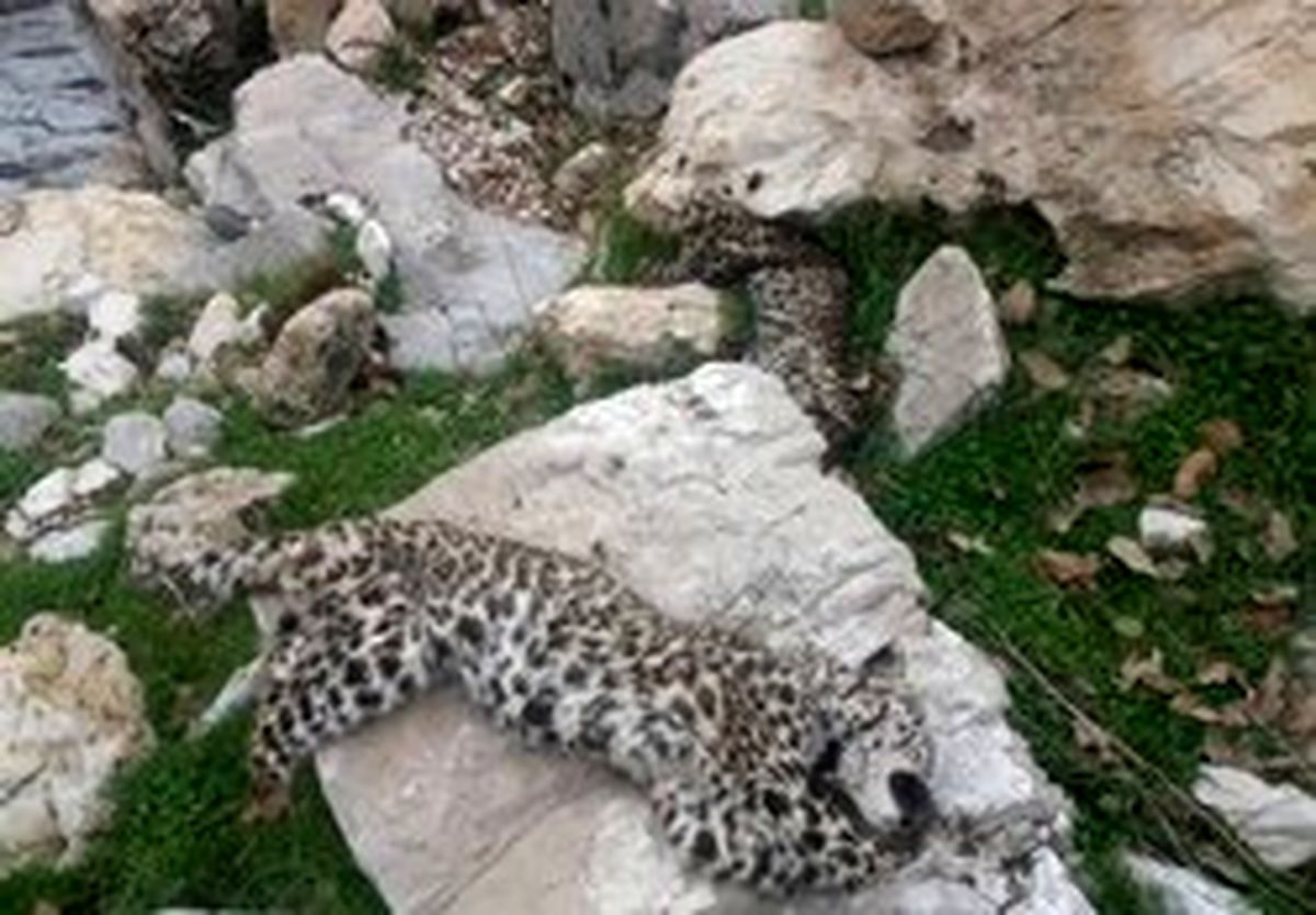 تلفشدن ۲ توله پلنگ ایرانی
