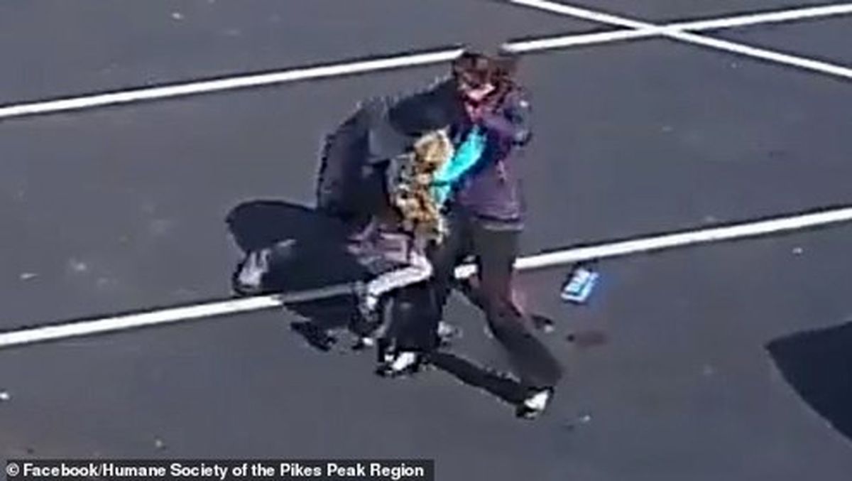 حمله هولناک سگ وحشی به دختربچه ۵ ساله +عکس و فیلم