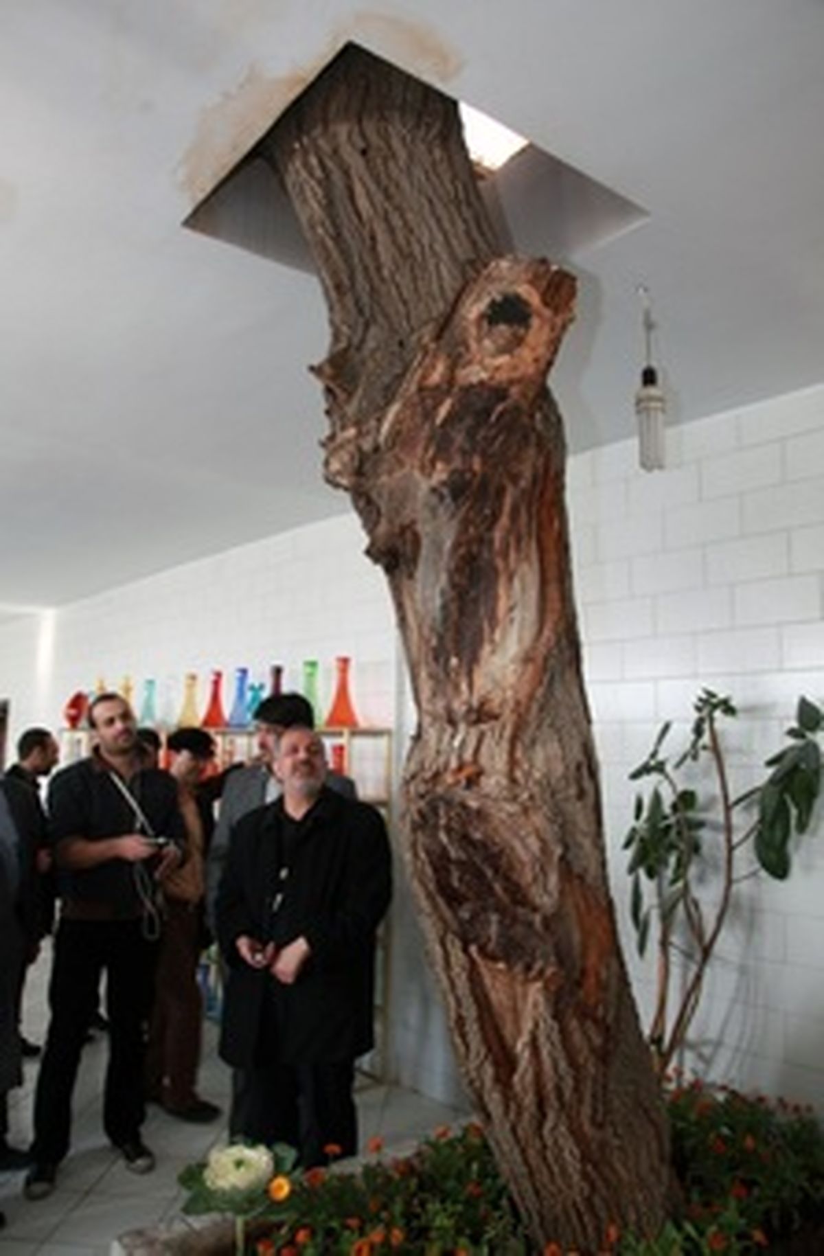 عکس/ احترام به درخت در شهر ری