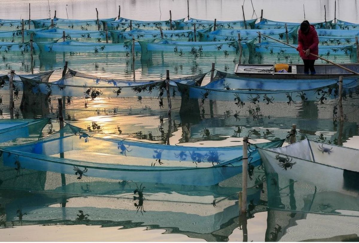 مزرعه‌ای چندش آور در چین! /عکس