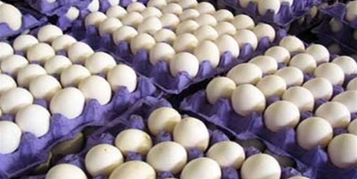 ریشه گرانی تخم مرغ کجاست؟