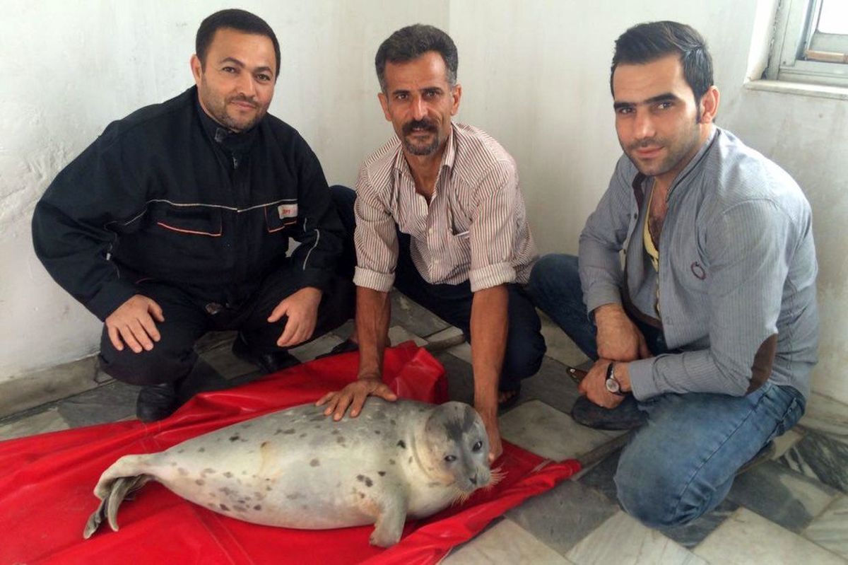 شکارچیان ناجی تنها پستاندار خزر شدند +عکس