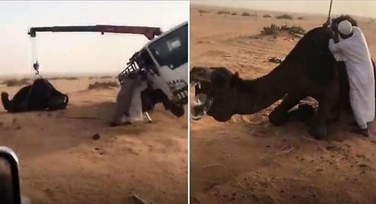 شتری که باعث چپ کردن جرثقیل شد +فیلم