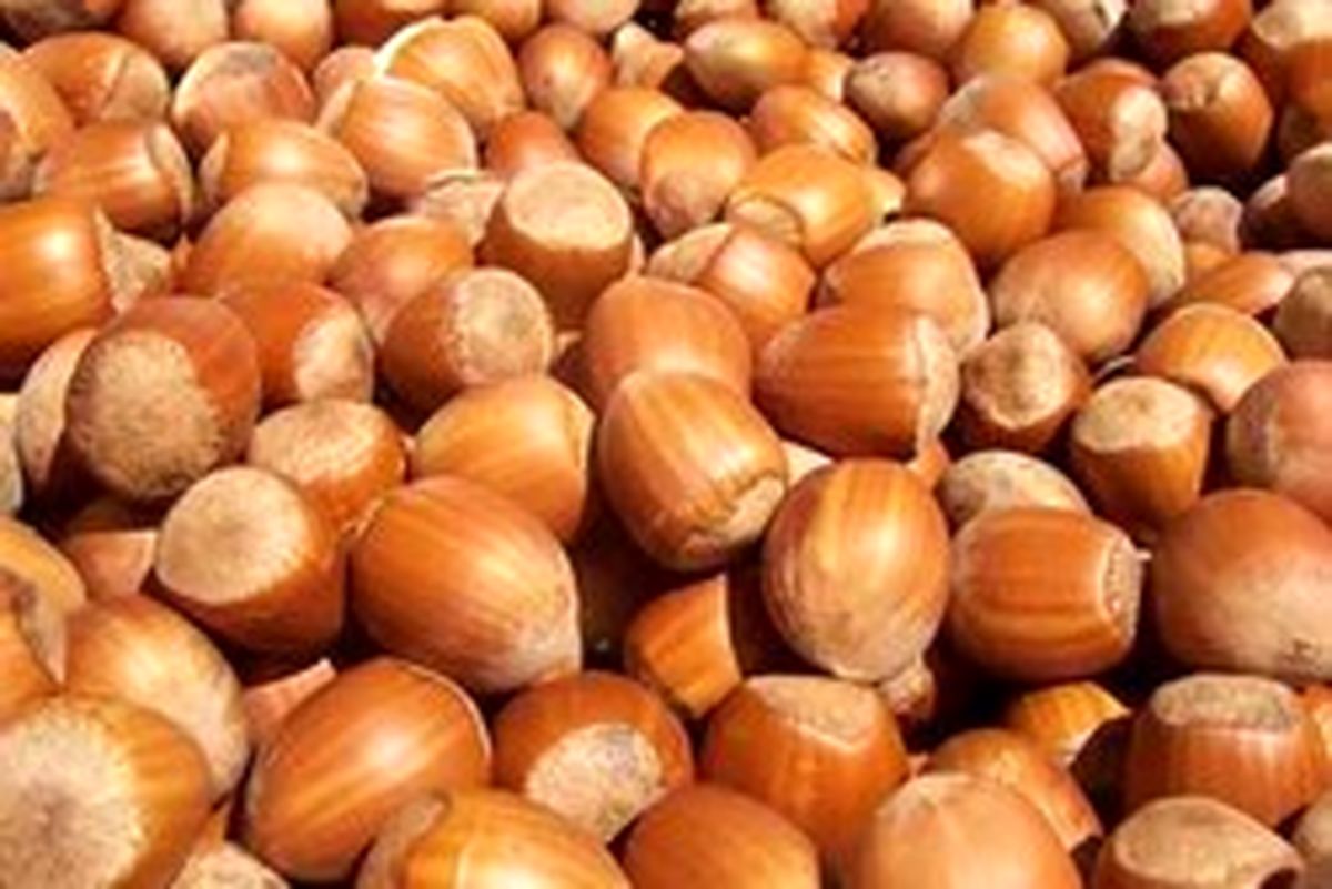 خواص بی‌نظیر فندق