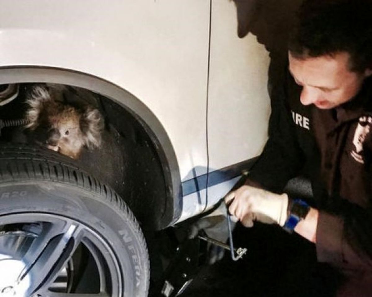 کوآلای مادر از بین چرخ‌های خودرو زنده بیرون آمد! +تصاویر