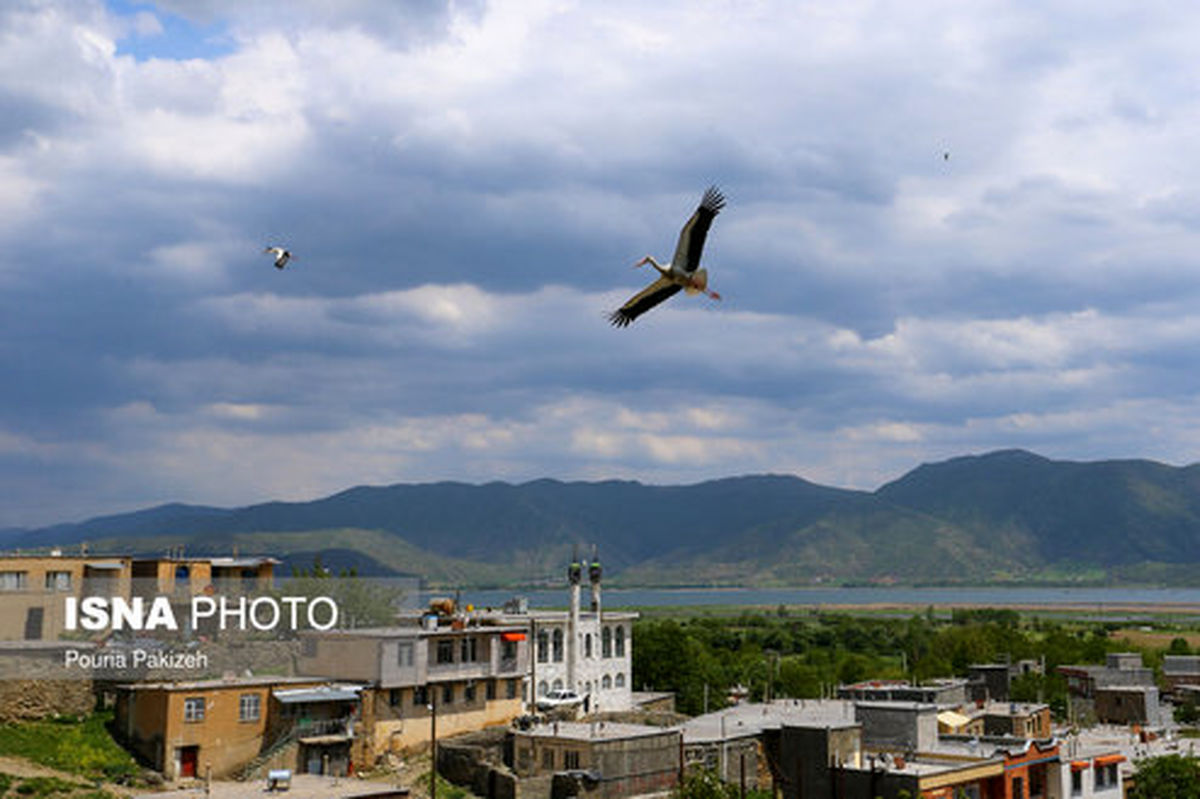 تصاویر: زندگی لک لک‌های «دره تِفی»