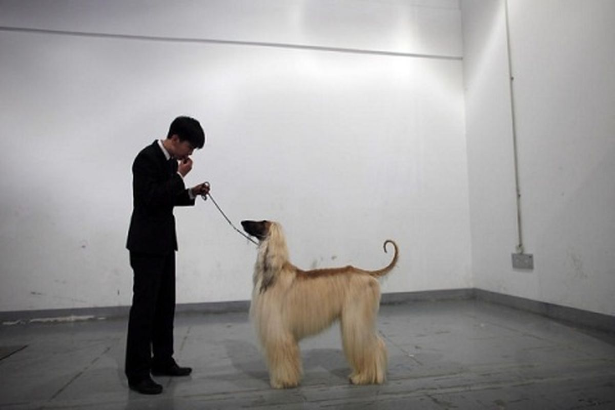 عکس/ سگ افغانی