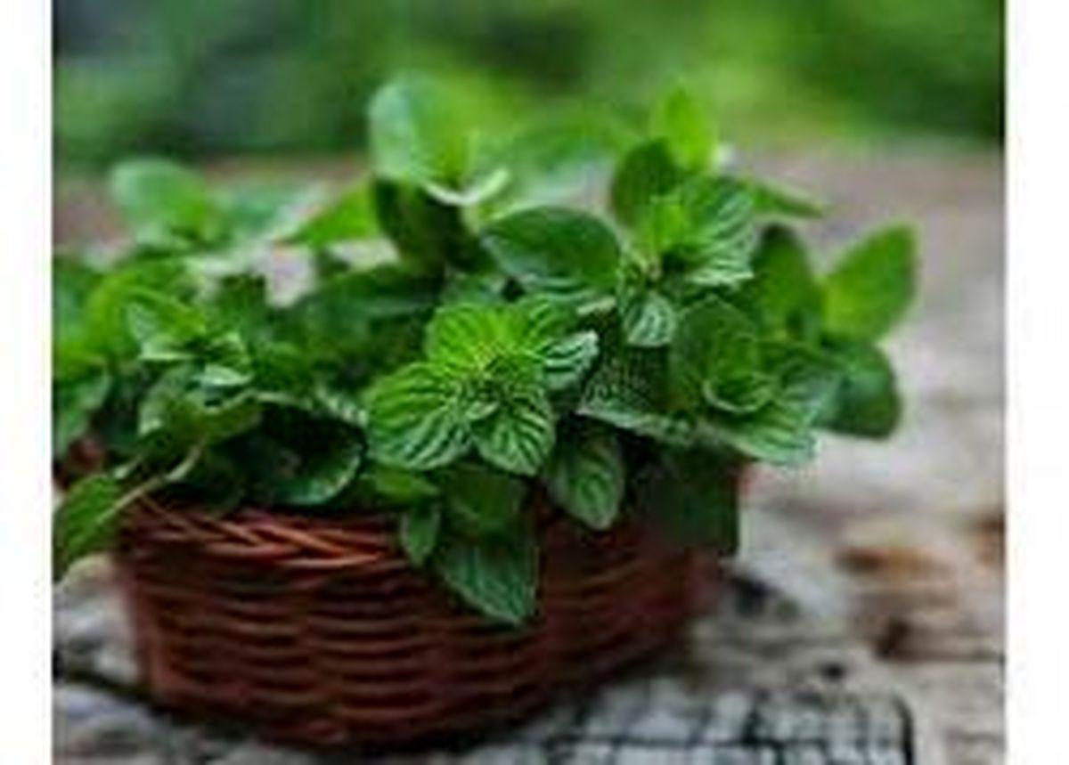 روش صحیح کاشت نعنا