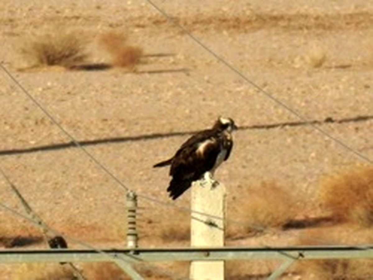 پرواز عقاب ماهیگیر در آسمان یزد! +عکس