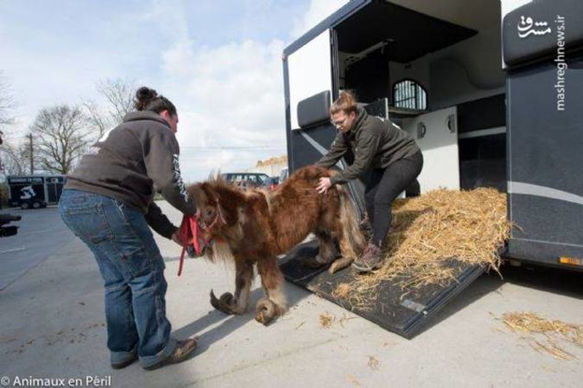 اسبی نادر که پاهایش شاخ دارد! +تصاویر