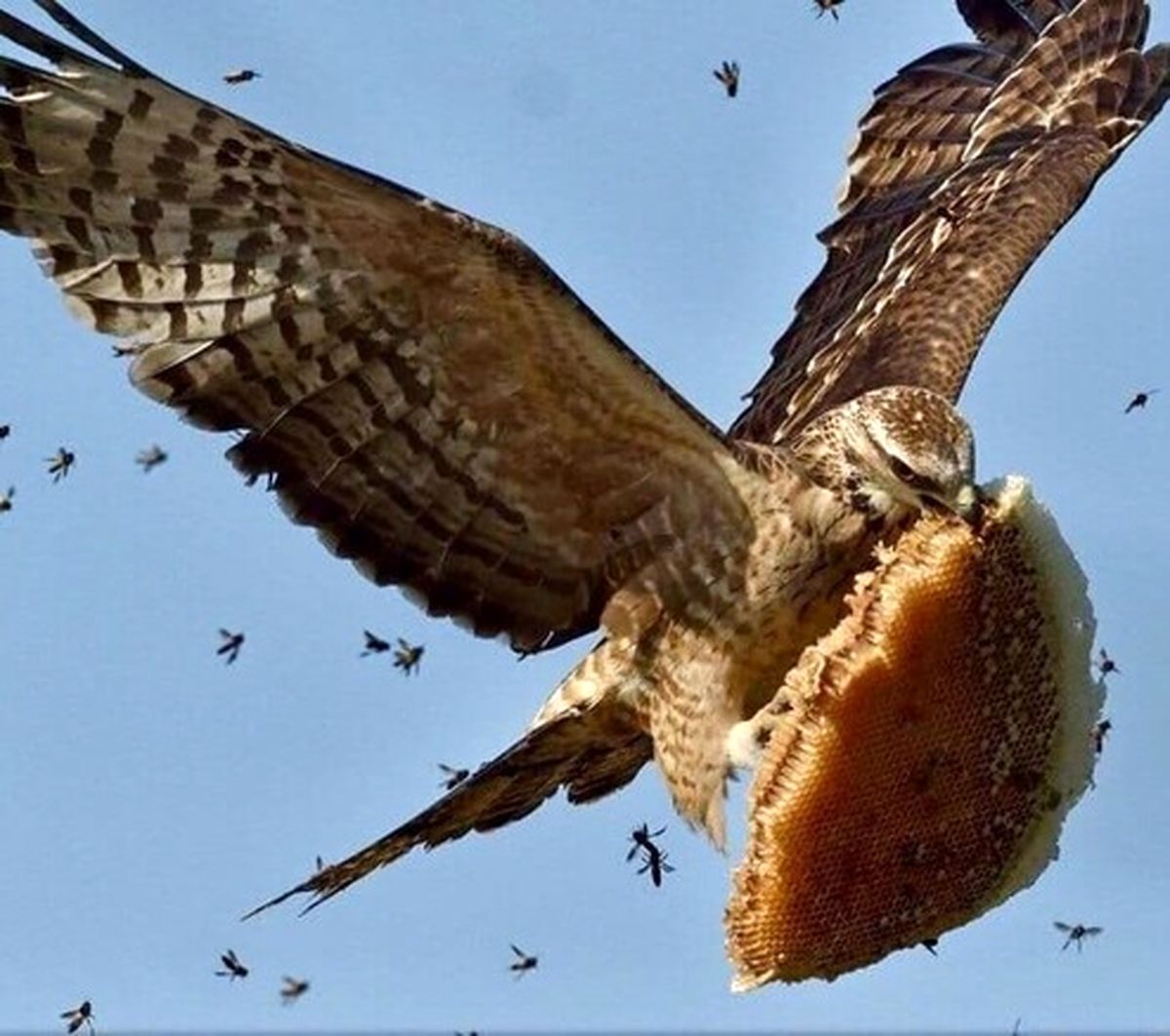 عکس جالبی از نبرد هوایی دزد عسل و مدافعین