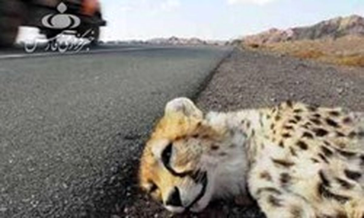 علت اصلی مرگ یوز ۷ ماهه چه بود؟ +تصاویر