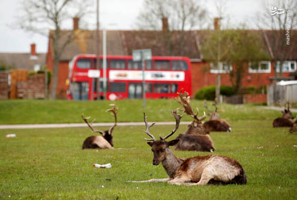 تصاویر: همسایگان جدید در دوران کرونایی