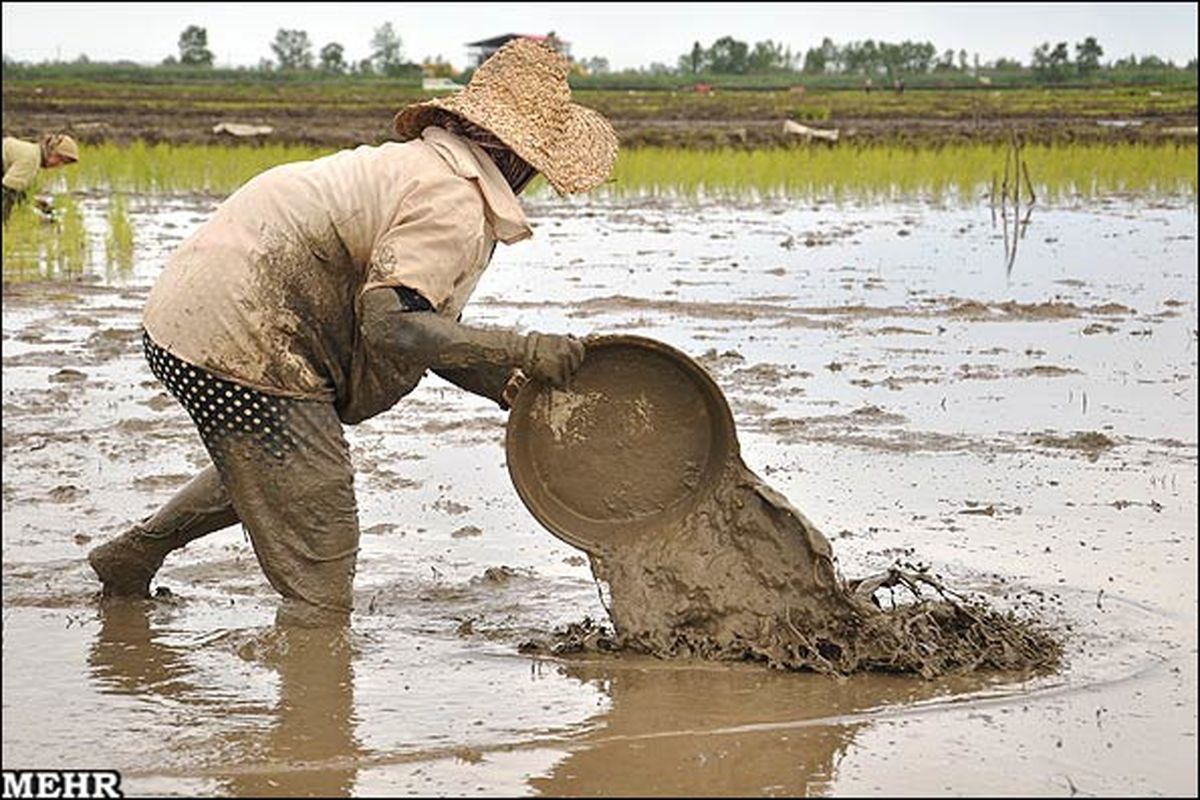 زنان شالیکار لنگرود