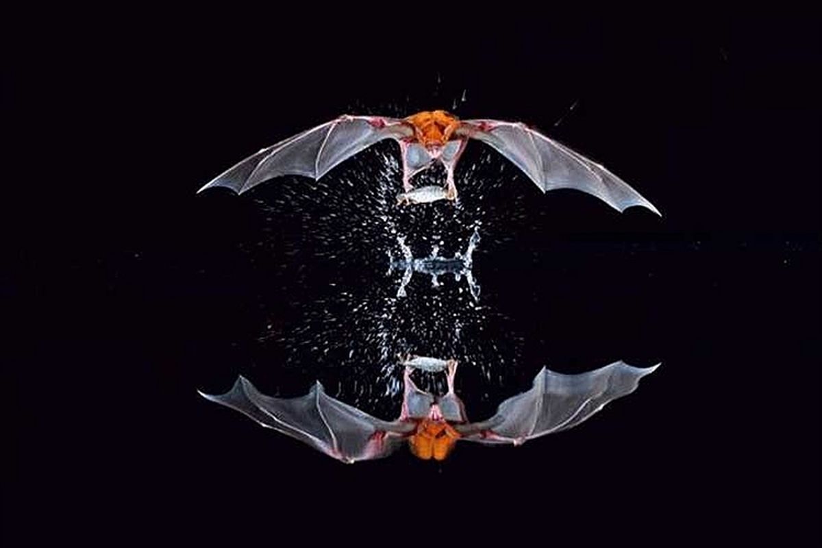 عکس/ خفاش ماهیگیر