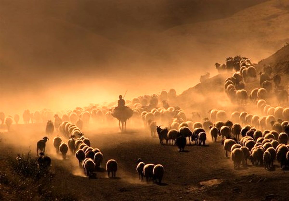 تصاویر: گلهداری در جنوب ترکیه