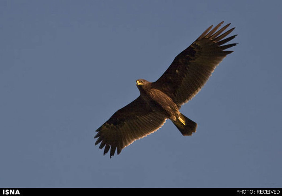 عقاب کمیاب ایرانی را ببینید/عکس