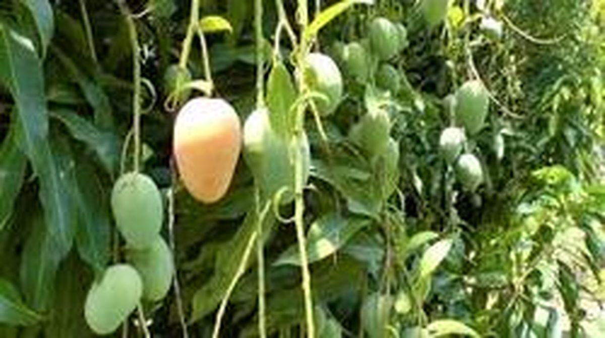 فواید استفاده از انبه برای سلامتی بدن