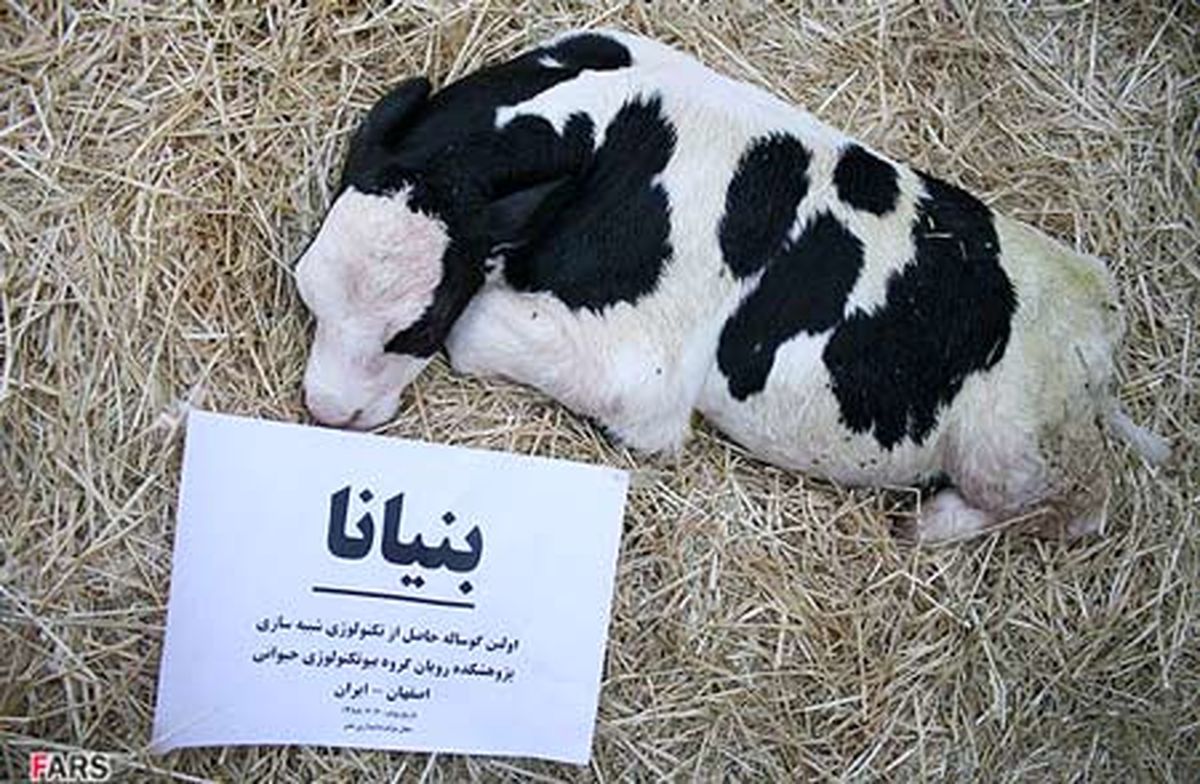 تصویر: "بنیانا" متولد شد