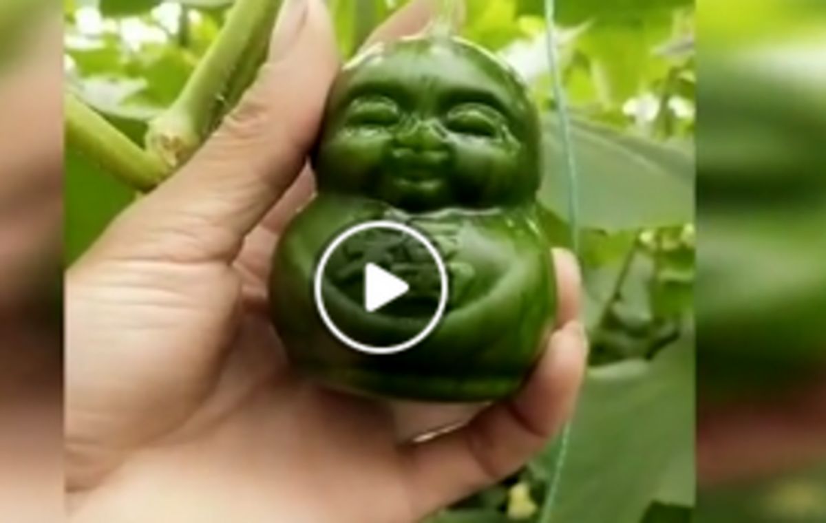 فیلم: کاشت خیارهای جالب در چین