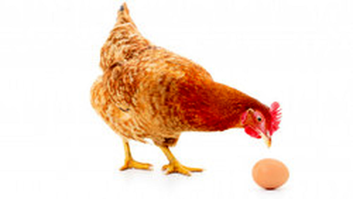 نرخ فروش گوشت مرغ مادر در بازار +جدول