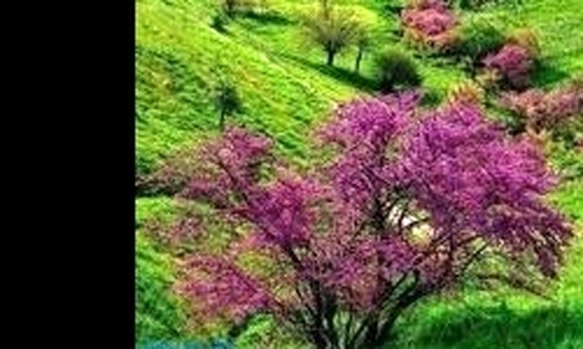 تنها ذخیره‌گاه ارغوان در حال نابودی است! +عکس