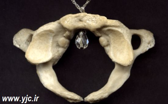 جواهرات انسانی/ عکس