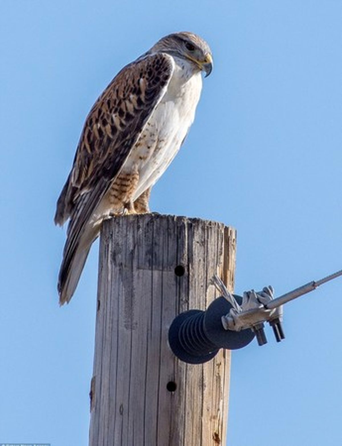 سگ شجاع با شاهین گلاویز شد +تصاویر