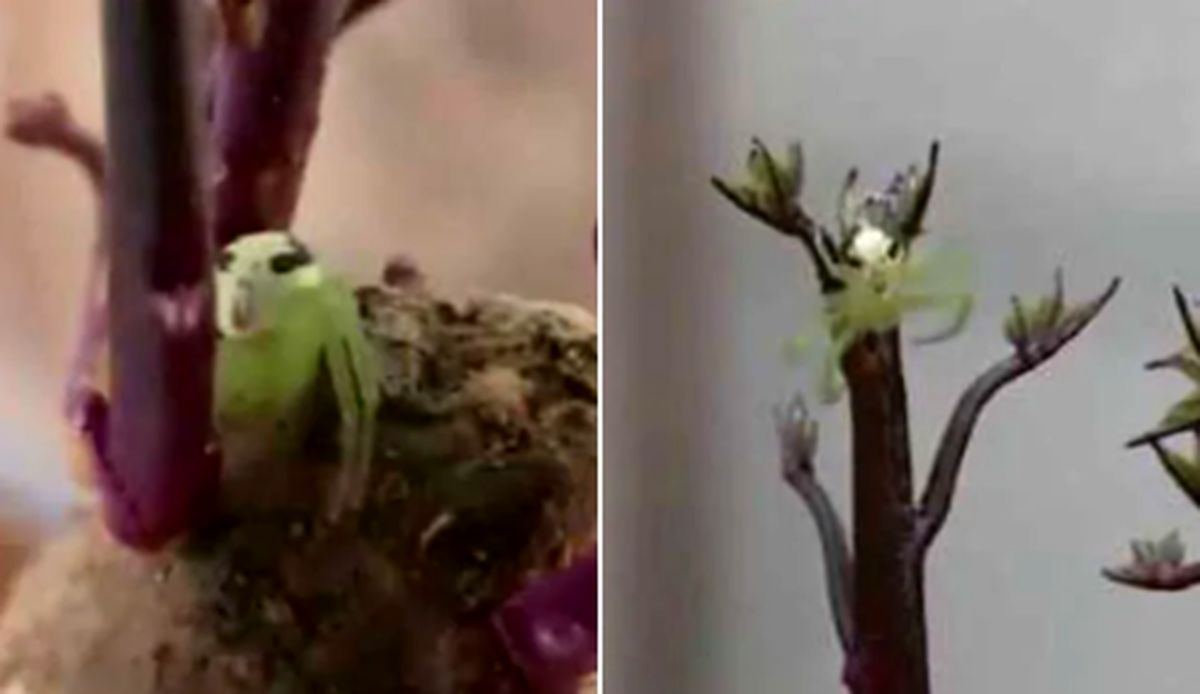 روئیت موجود انسان نمای عجیب در چین! +فیلم