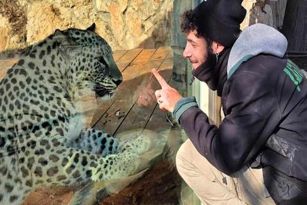 حمله پلنگ ایرانی به یک جوان اسرائیلی در باغ‌وحش قدس
