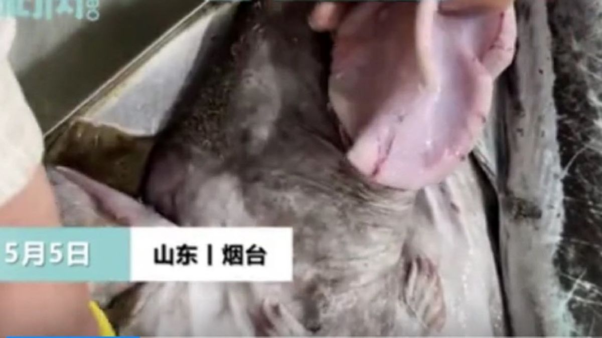 صحنه عجیبی که مشتری پس از خرید ماهی دید! +فیلم