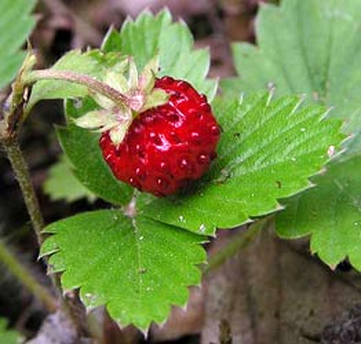 خسارت اداره برق به بزرگترین گلخانه ایران