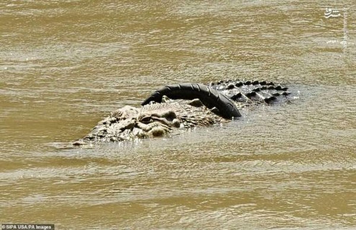 تصاویر: تمساحی که ۳ سال است یک حلقه لاستیک موتور به گردن دارد!