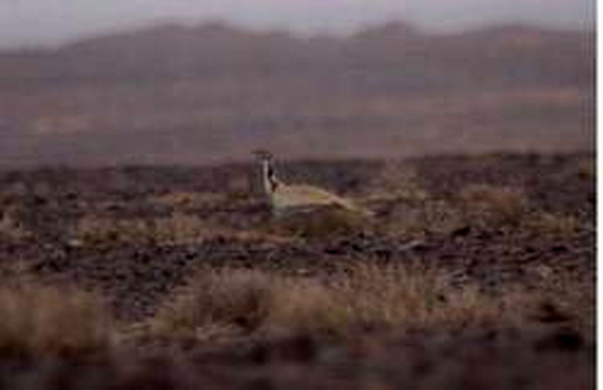 پرنده در حال انقراض شکار دوربین محیط‌بان شد +عکس